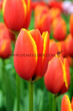 Tulipa World's Favourite 12/+ (x250)
