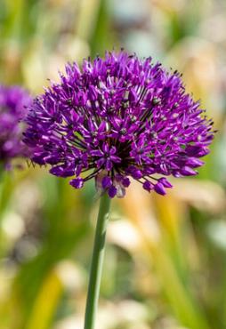 Allium Aflatunense 12/+ (x250)
