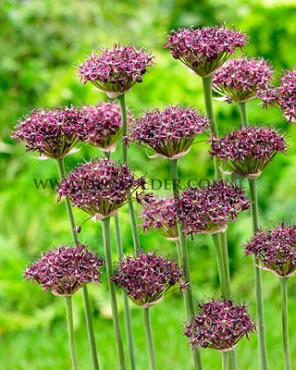 Allium Atropurpureum 8/10 (x250)