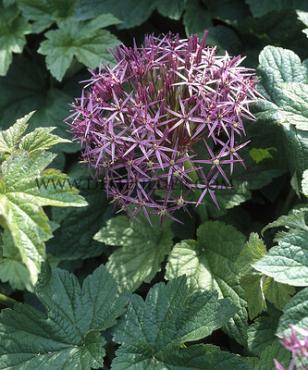 Allium Cristophii (Albopilosum) 12/+ (x250)