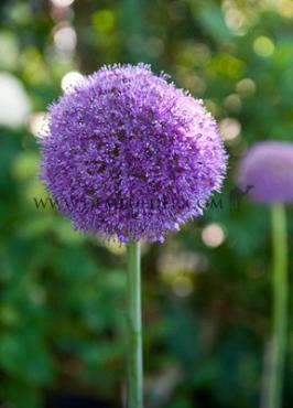 Allium Giganteum 20/+ (x25)