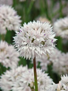 Allium Amplectens 'gracefull' 6/+ (x250)
