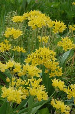 Allium Moly (Luteum) 5/+ (x250)