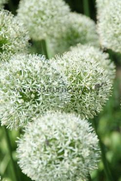 Allium Mont Blanc 20/+ (x25)