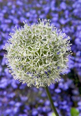 Allium Mount Everest 20/+ (x25)