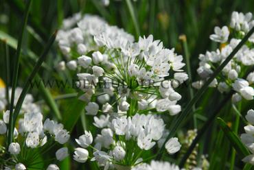 Allium Neapolitanum 4/+ (x250)