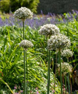 Allium Nigrum (Multibulbosum) 12/+ (x250)