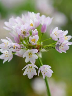 Allium Roseum 5/+ (x250)