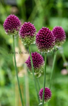 Allium Sphaerocephalon 5/+ (x250)