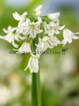 Allium Triquetrum 5/+ (x250)