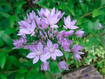 Allium Unifolium 5/+ (x250)