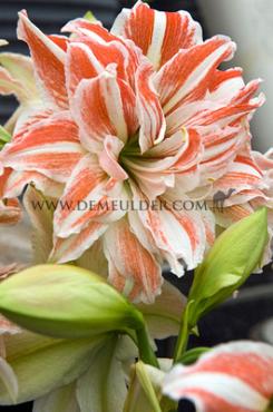 Amaryllis Dancing Queen 30/32 (10x)