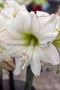 Amaryllis Picotée  30/32 (x10)