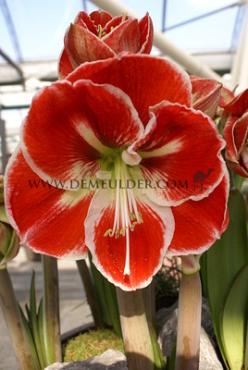 Amaryllis Samba 30/32 Prep. (x10)