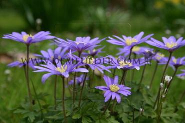 Anemone Blue Shades 5/+ (x250)