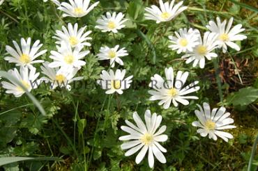 Anemone White Splendour 5/+ (x250)