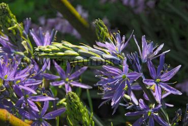 Camassia Leichtlinii Caerulea 12/14 (x 125)