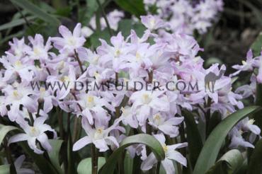 Chionodoxa Forbesii Pink Giant 5/+ (x250)