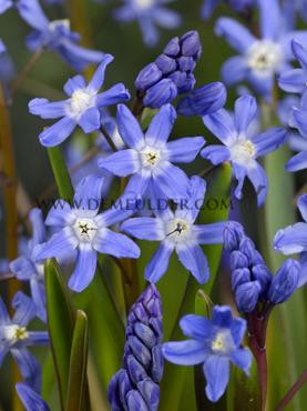 Chionodoxa Sardensis 5/+ (x250)