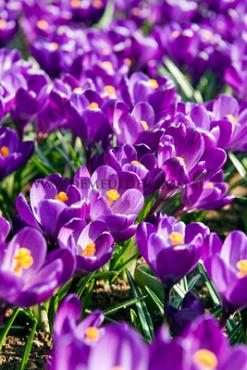 Crocus Flower Record 9/10 (x250)