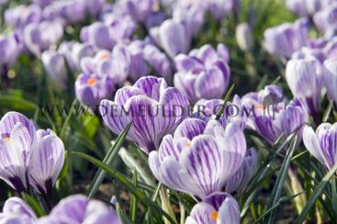 Crocus Pickwick, 9/10 (x250)