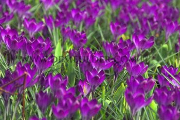 Crocus Ruby Giant 5/+ (x250)