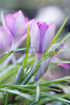 Crocus Tommasinianus (Wildform) 5/+ (x250)