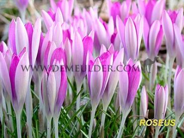 Crocus Tommasinianus (Wildform) 5/+ (x250)