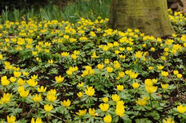 Eranthis Hyemalis 4/+ (x250)