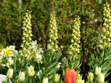 Fritillaria Persica Ivory Bells 20/+ (x25)