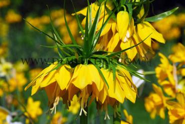 Fritillaria Imperialis Lutea 20/22 (x25)
