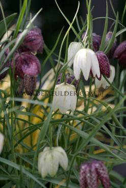 Fritillaria Meleagris Alba 6/+ (x250)