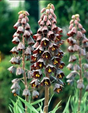 Fritillaria Persica 20/+ (x25)