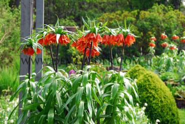 Fritillaria Imperialis Rubra Maxima 20/22 (x25)