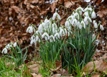 Galanthus Elwesii 6/+ (x250)