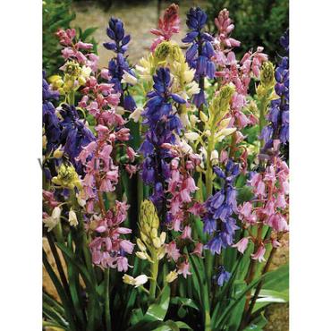 Hyacinthoides Hispanica Gemengd 8/10 (x250)