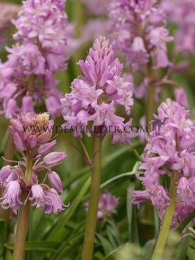 Hyacinthoides Hispanica Rose 8/10 (x250)