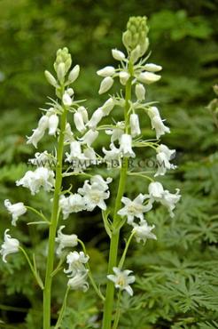 Hyacinthoides Hispanica Wit 8/10 (x250)