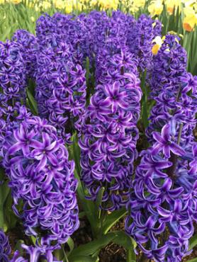 Hyacinthus Blue Jacket 17/18 (x100)