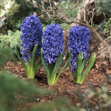 Hyacinthus Blue Pearl 17/18 (x100)