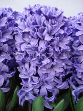 Hyacinthus Blue Star 17/18 (x100)