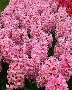 Hyacinthus Fondant 17/18 (x100)