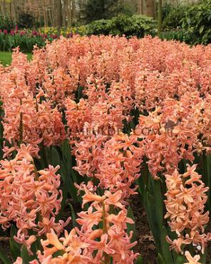 Hyacinthus Gipsy Queen 17/18 (x100)