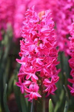 Hyacinthus Jan Bos 17/18 (x100)