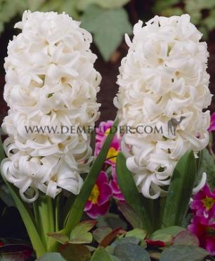 Hyacinthus White Pearl 17/18 (x100)