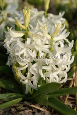 Hyacinths Multiflora White I (x 100)