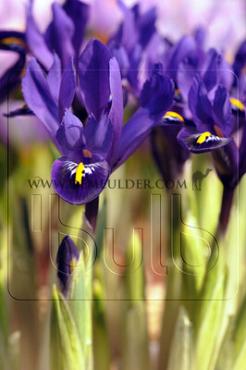 Iris Reticulata Pixie 6/+ (x250)