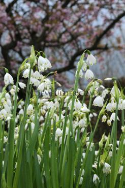 Leucojum Aestivum Gravetye Giant 12/14 (x250)