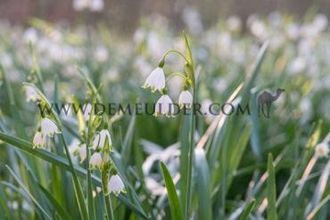 Leucojum Aestivum 8/10 (x250)