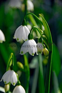 Leucojum Vernum I (x250)